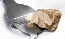 Fiera Internazionale del Tartufo Bianco d’Alba: l'evento imperdibile