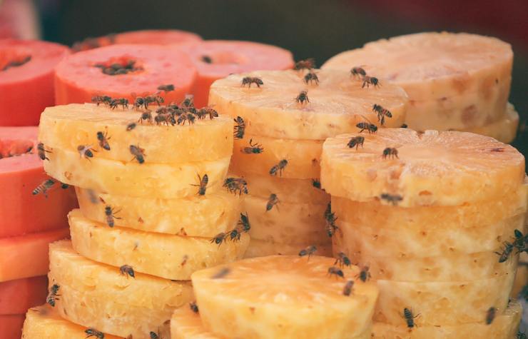 dettine di frutta con moscerini